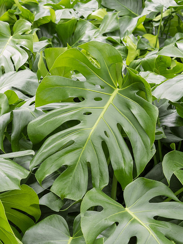 Monstera Deliciosa - Hercs