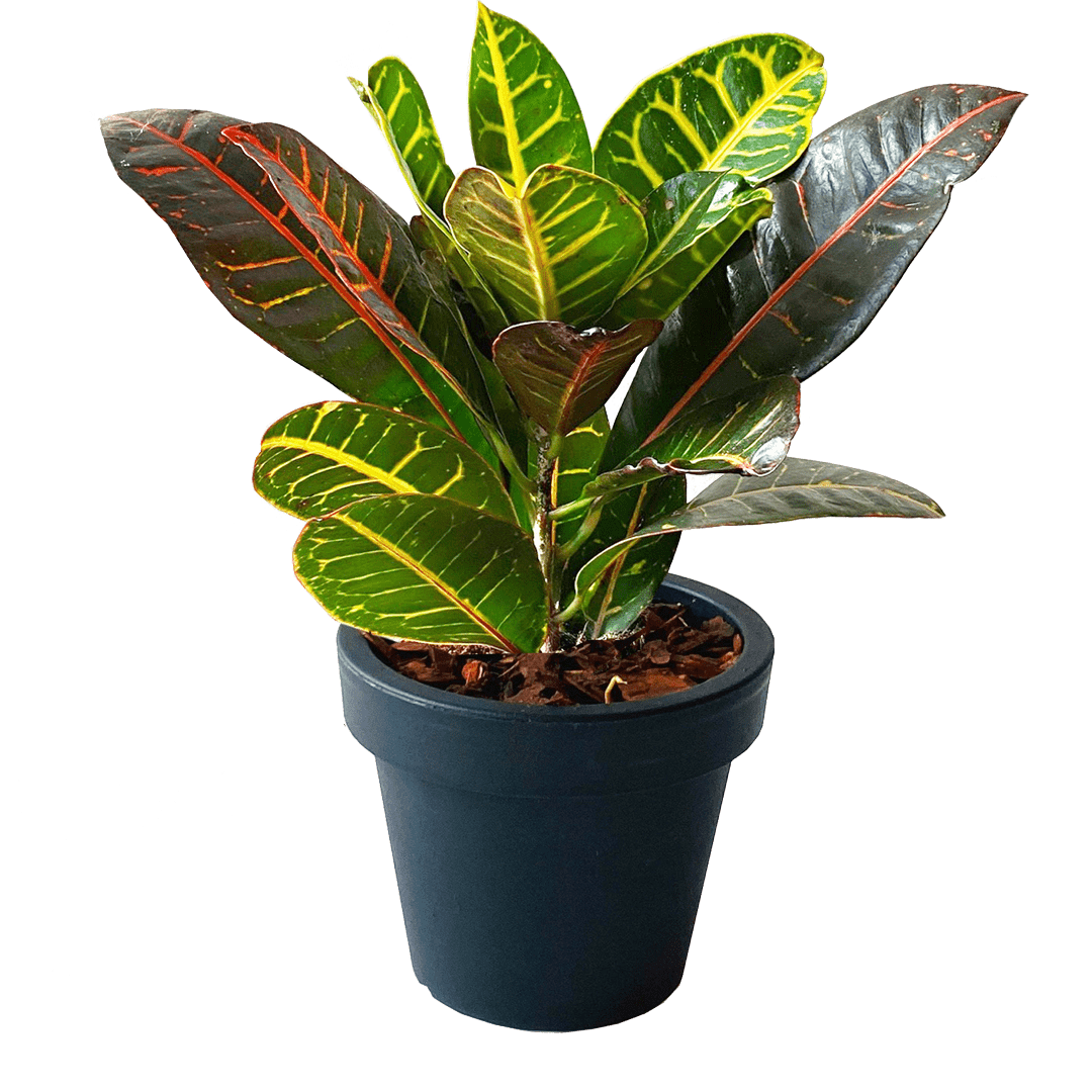 croton-40cm-hercs