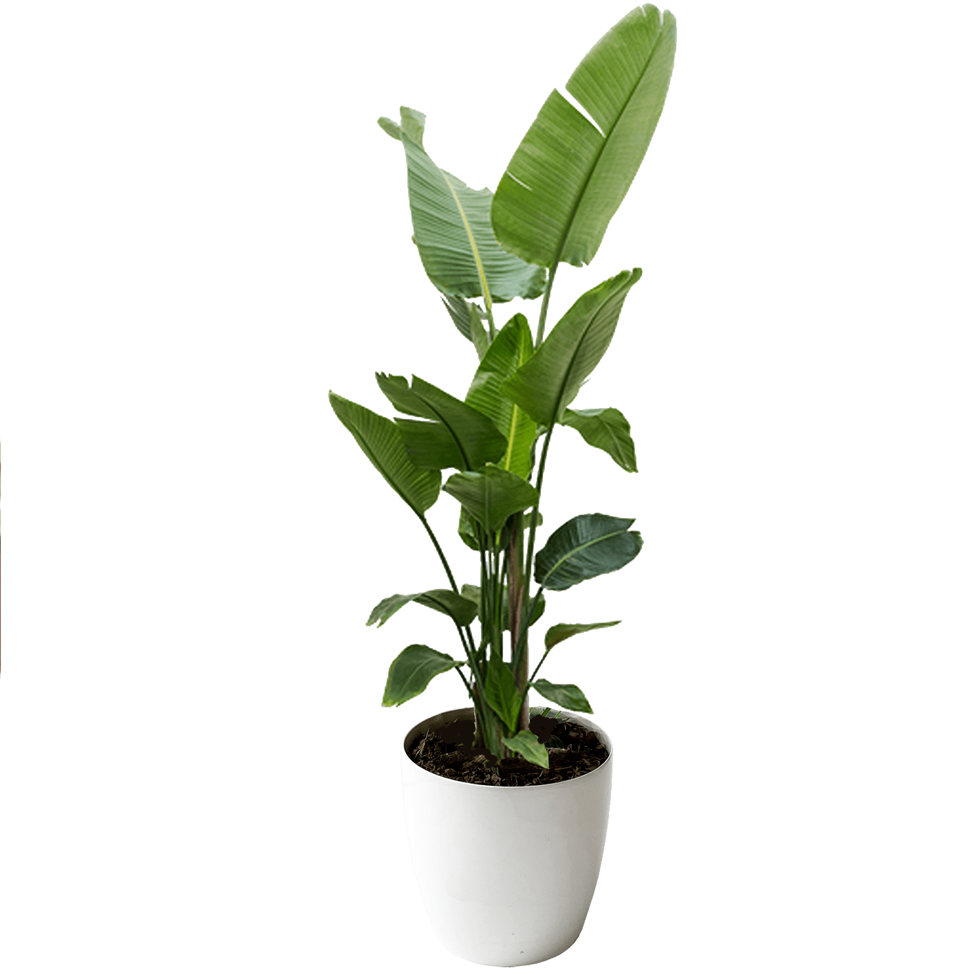 Strelitzia 120cm Hercs
